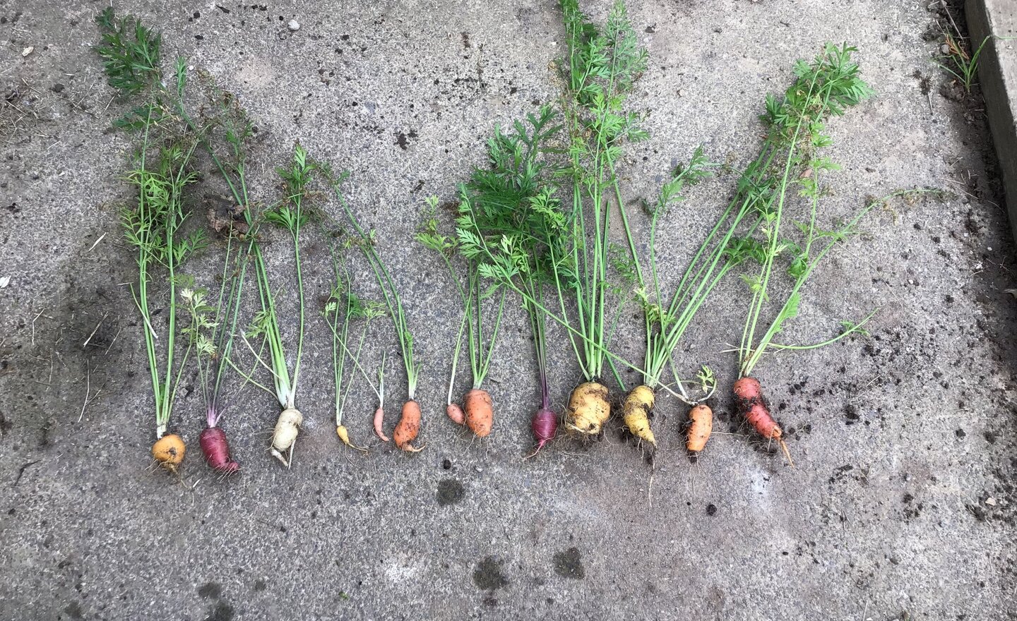 Image of Rainbow Carrots